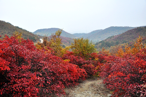 dsc_0090.jpg