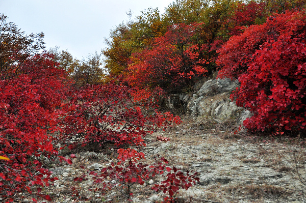 dsc_0091.jpg