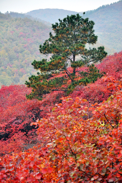 dsc_0137.jpg