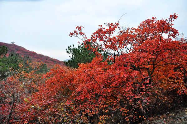 dsc_0132.jpg