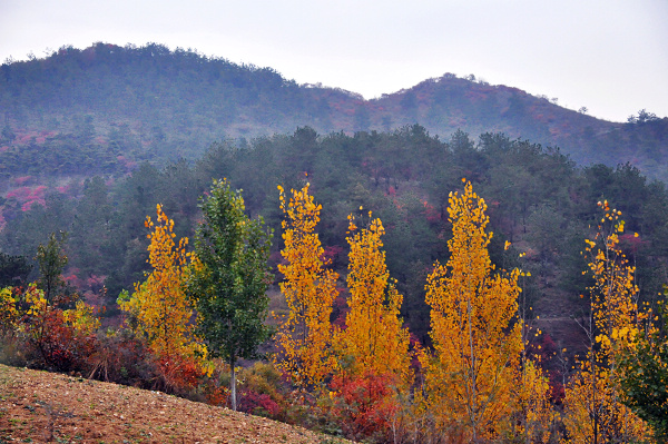 dsc_0156.jpg