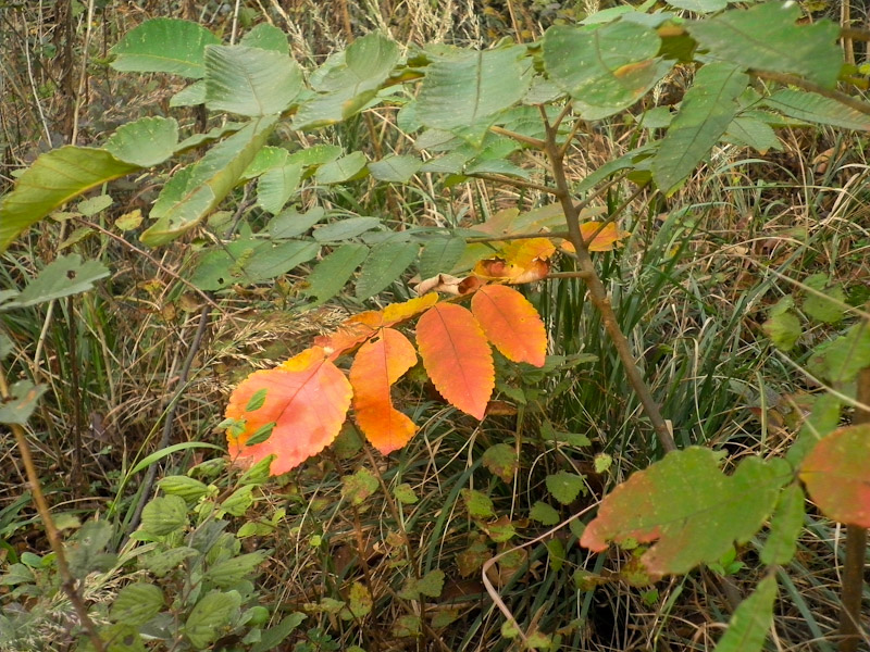 pa300025-2.jpg