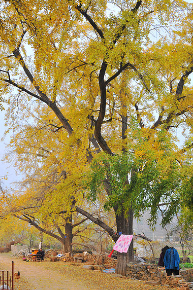 dsc_0195.jpg