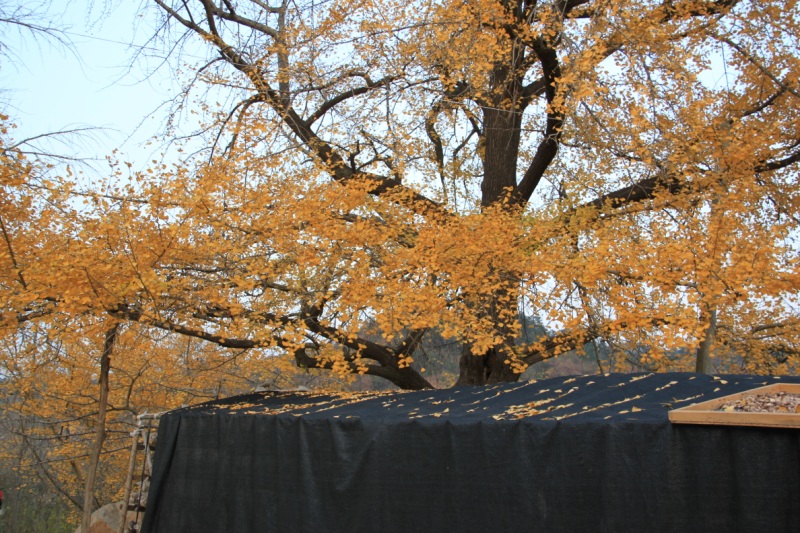img_8446.jpg
