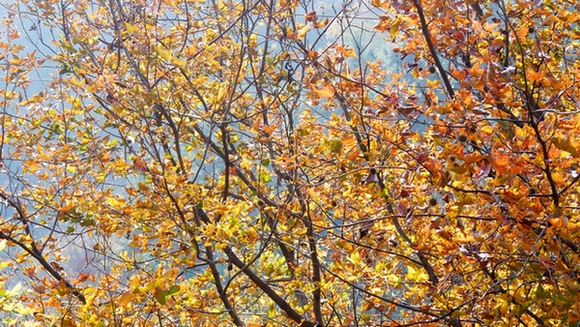 p1010218a.jpg