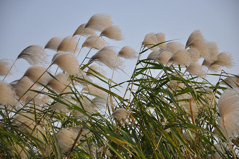 dsc_2612.jpg