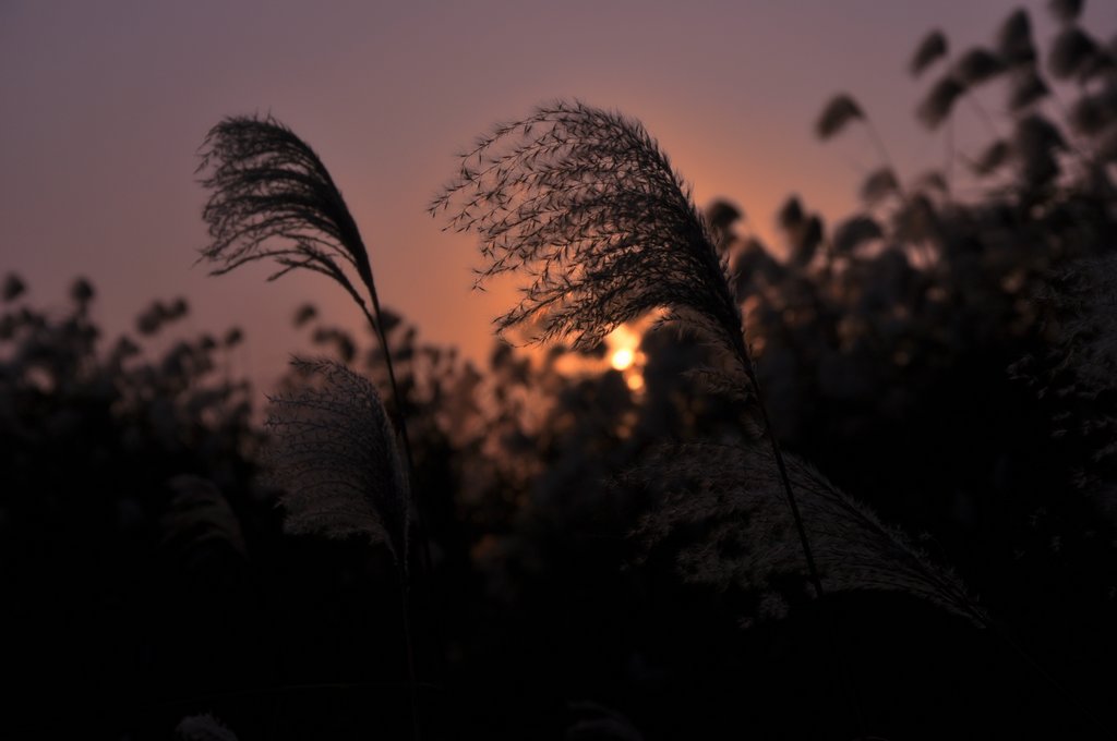 dsc_0497.jpg