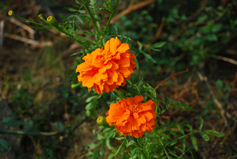 dsc_0173_.jpg