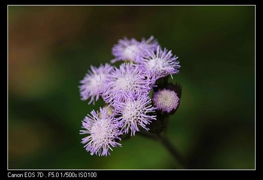dpp_0030.jpg