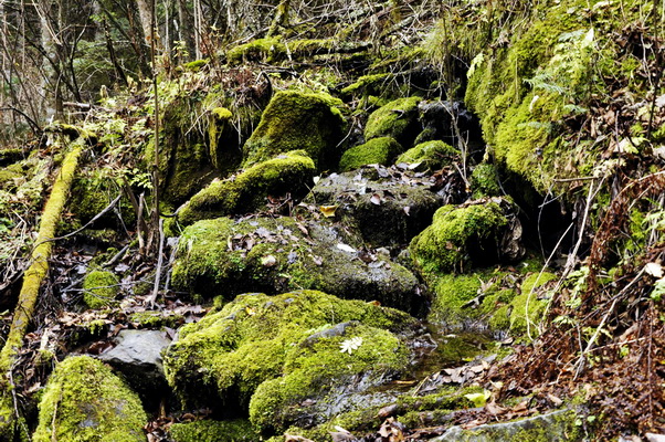 _dsc0994.jpg