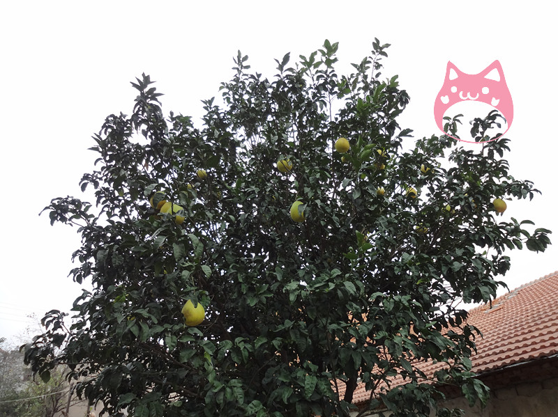 dsc04317.jpg