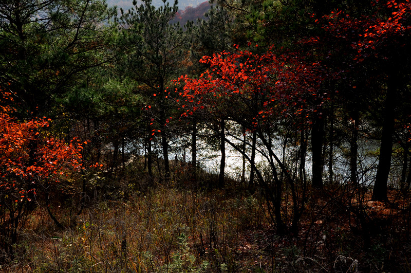 dsc_0206_.jpg