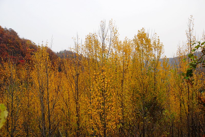 dsc_0356.jpg