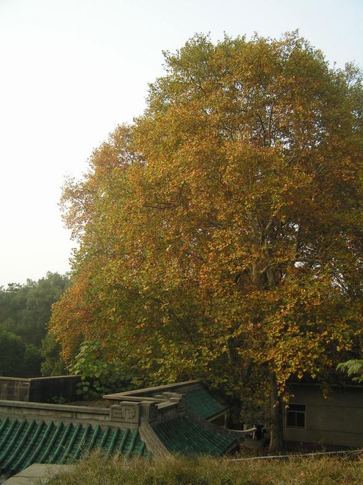 pict0045-1.jpg
