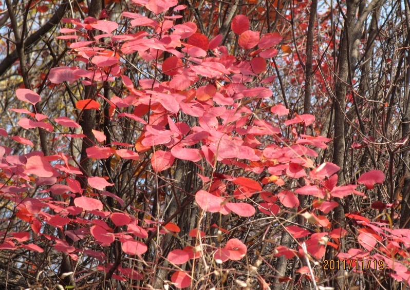 img_5242.jpg