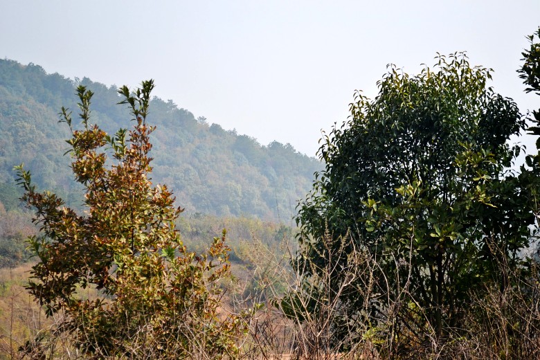 028_conew1.jpg