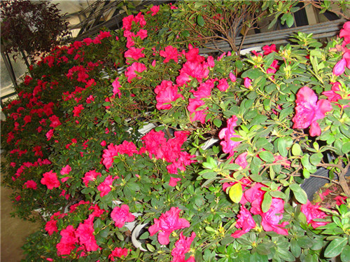 dsc04398_.jpg
