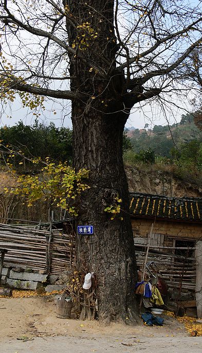 p1170597.jpg