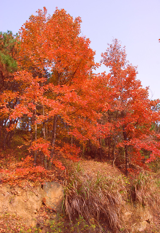 dsc_0186_.jpg