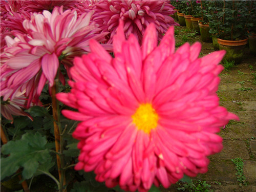 dsc04383_.jpg