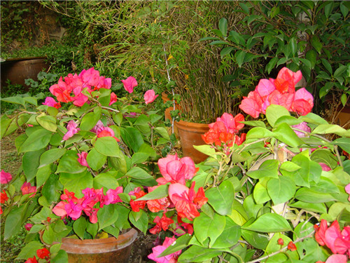 dsc04392_.jpg