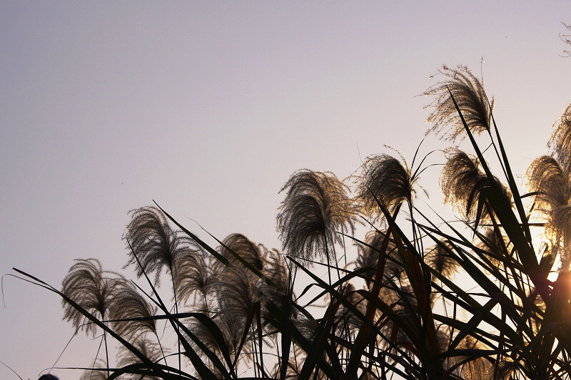 imgp0586.jpg