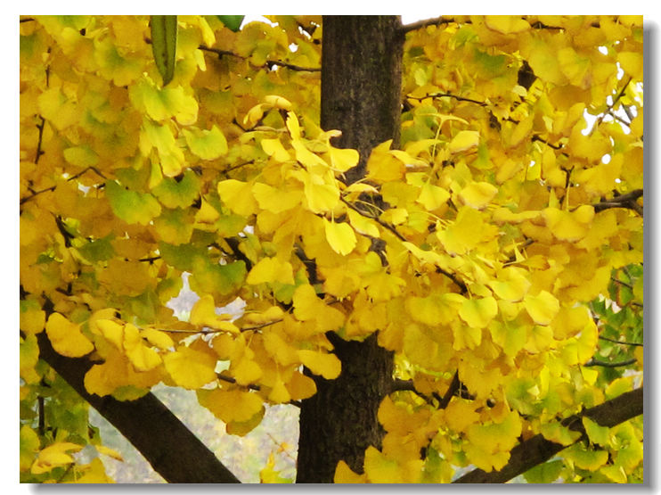 20111127 009.jpg