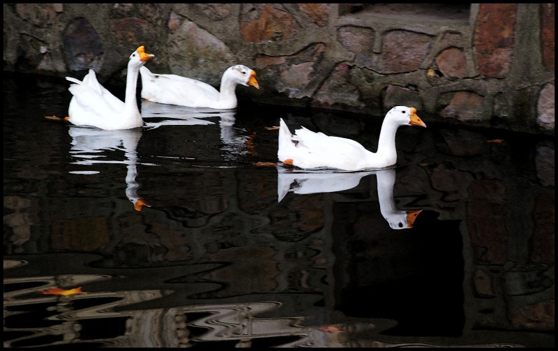 conew_1127ɭֹ԰ﾰ319_conew1 (7).jpg