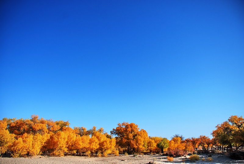 dsc_0269.jpg
