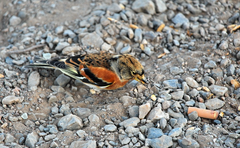 dsc_0534.jpg