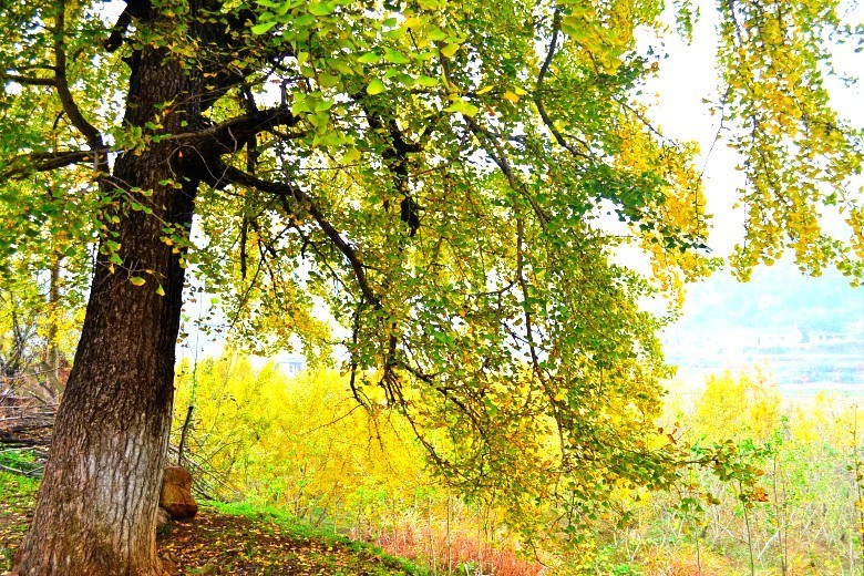 dsc_9121_conew3.jpg