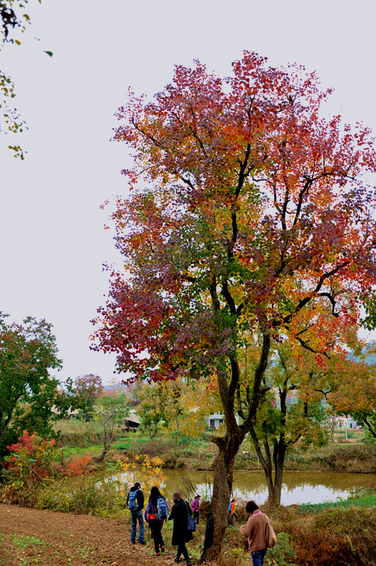 dsc_0011_.jpg