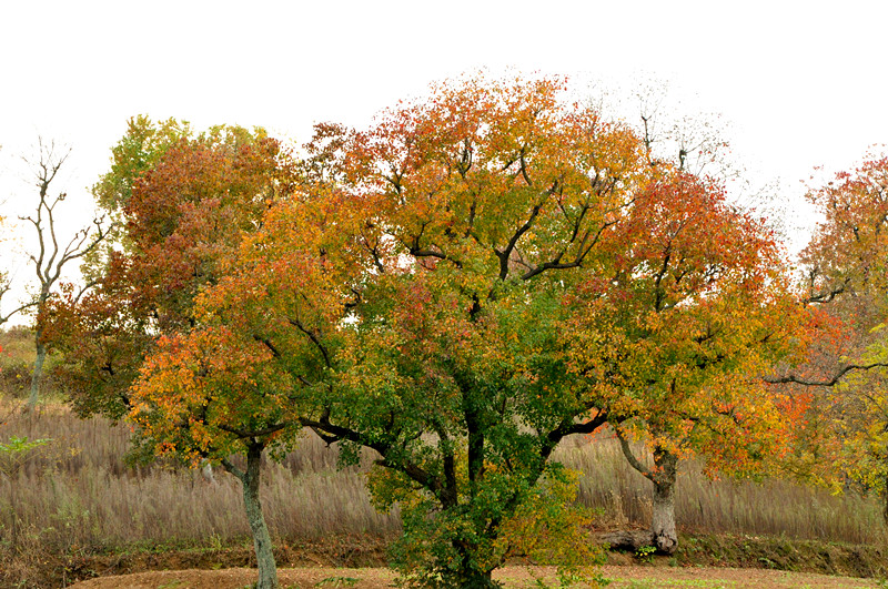 dsc_0157_.jpg