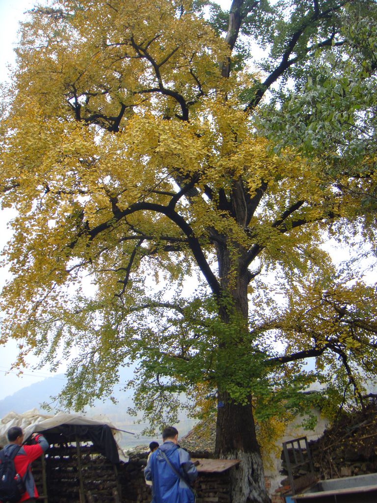 dsc06917.jpg
