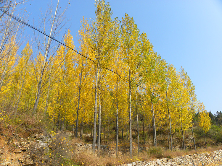 dscn5015_.jpg