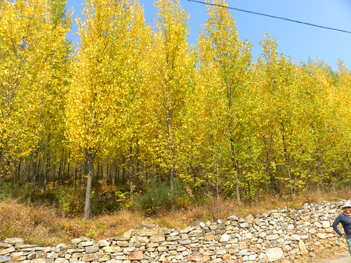 dscn5017_.jpg