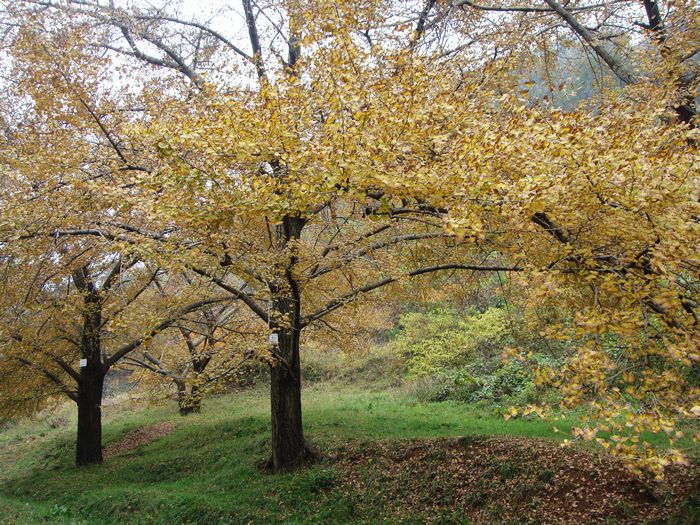 dsc04449.jpg