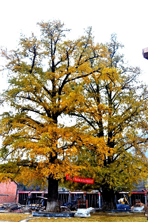 dsc_9329_conew1.jpg