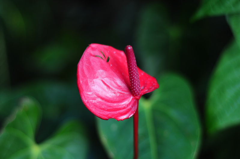 dsc_0889_.jpg