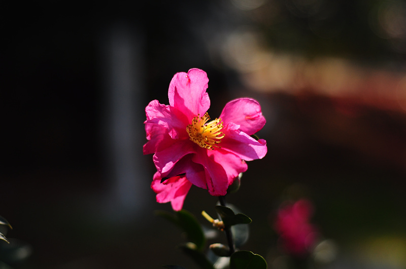 dsc_0846_.jpg