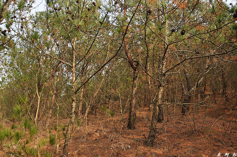 dsc_2938.jpg