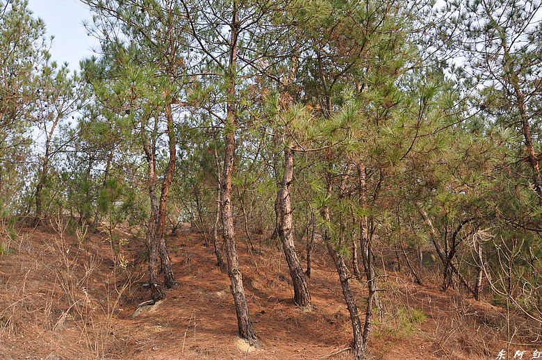 dsc_2945.jpg