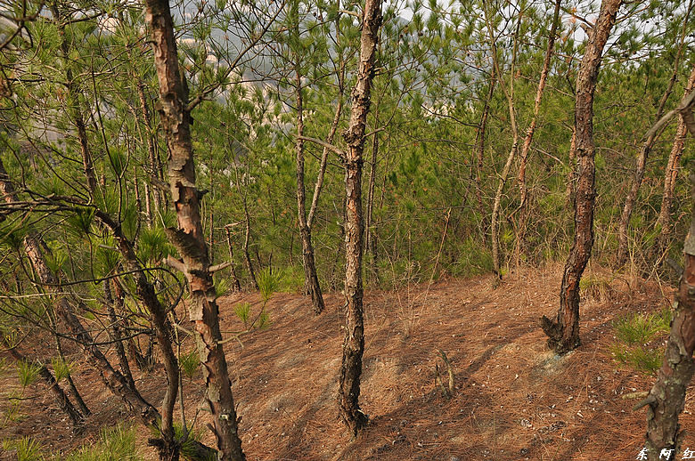 dsc_2956.jpg