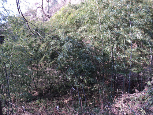 dsc06615__.jpg
