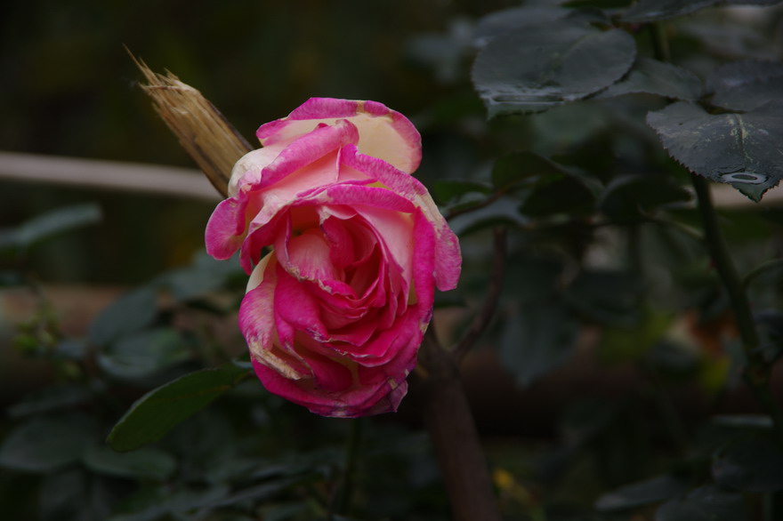 С imgp8408.jpg