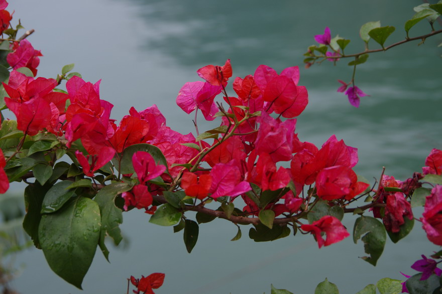 С imgp8618.jpg