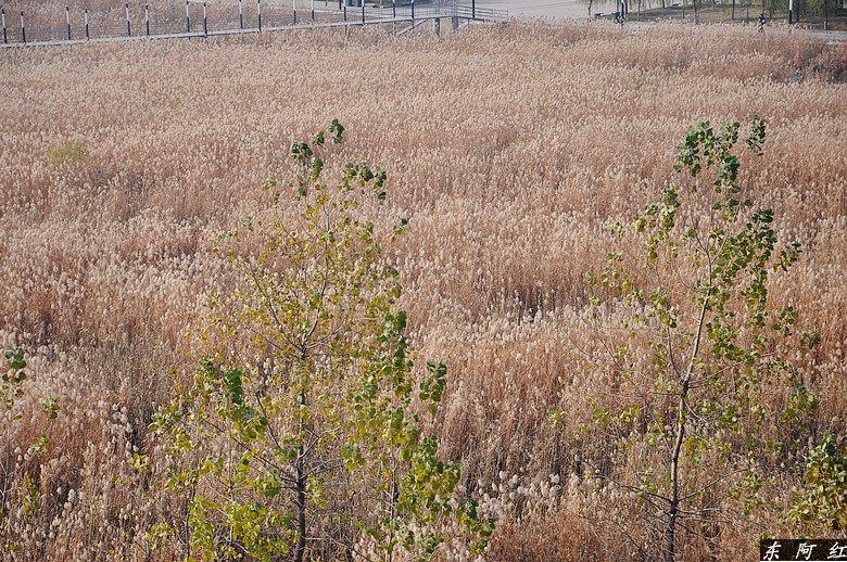 dsc_0398.jpg
