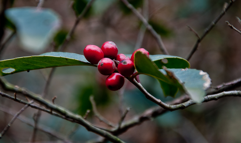 dsc_0051-1.jpg