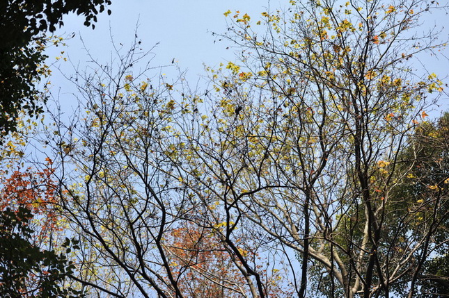 20111211 ж361 250.jpg