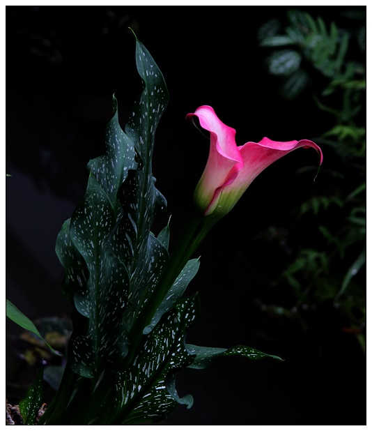 neo_img_img_7960.jpg